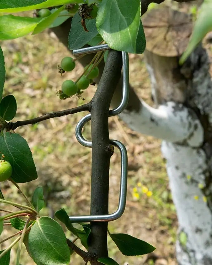 30/50PCS Reusable Branch Limb Spreaders – Fruit Tree & Vine Support (4 Sizes)