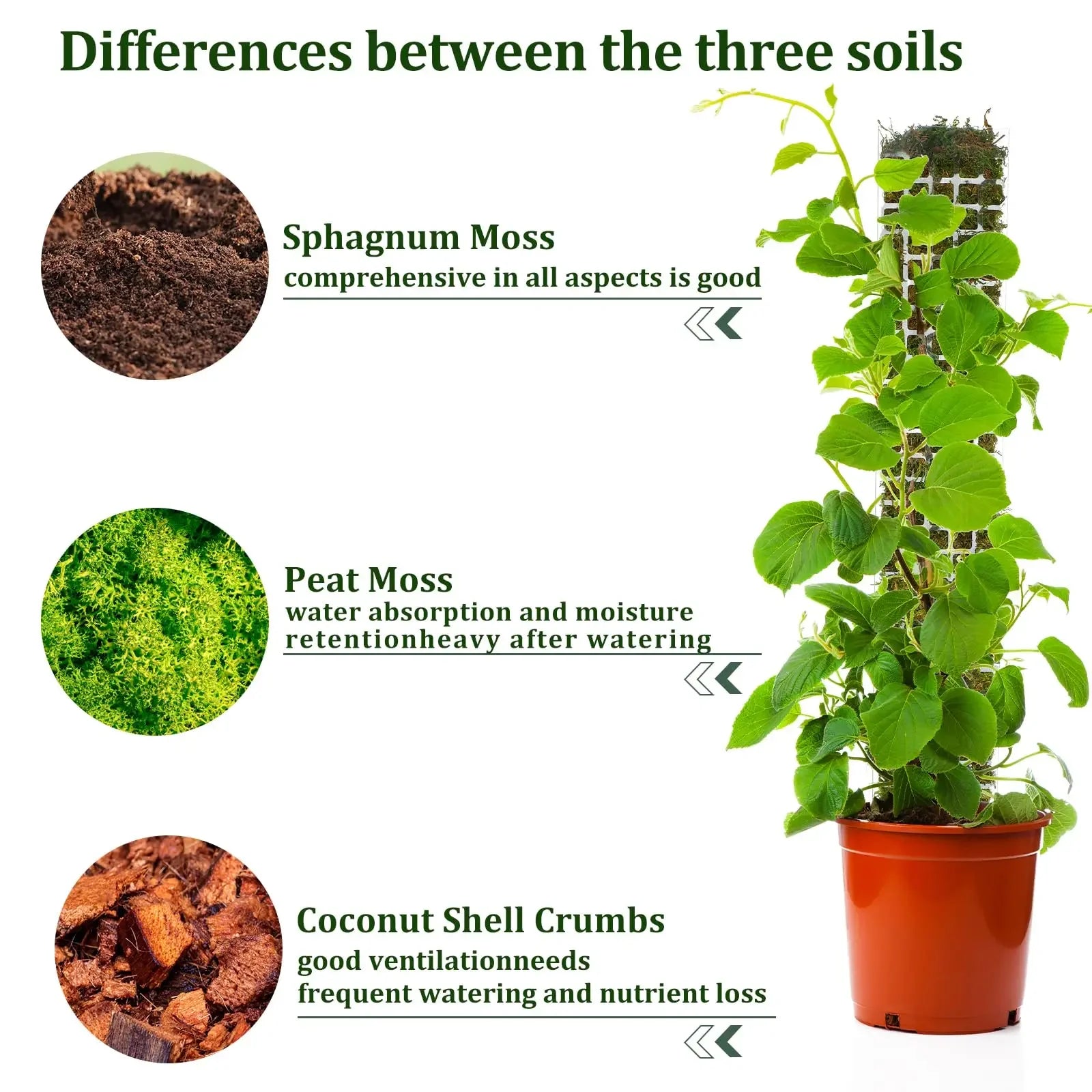 Indoor Moss Pole Plant Support