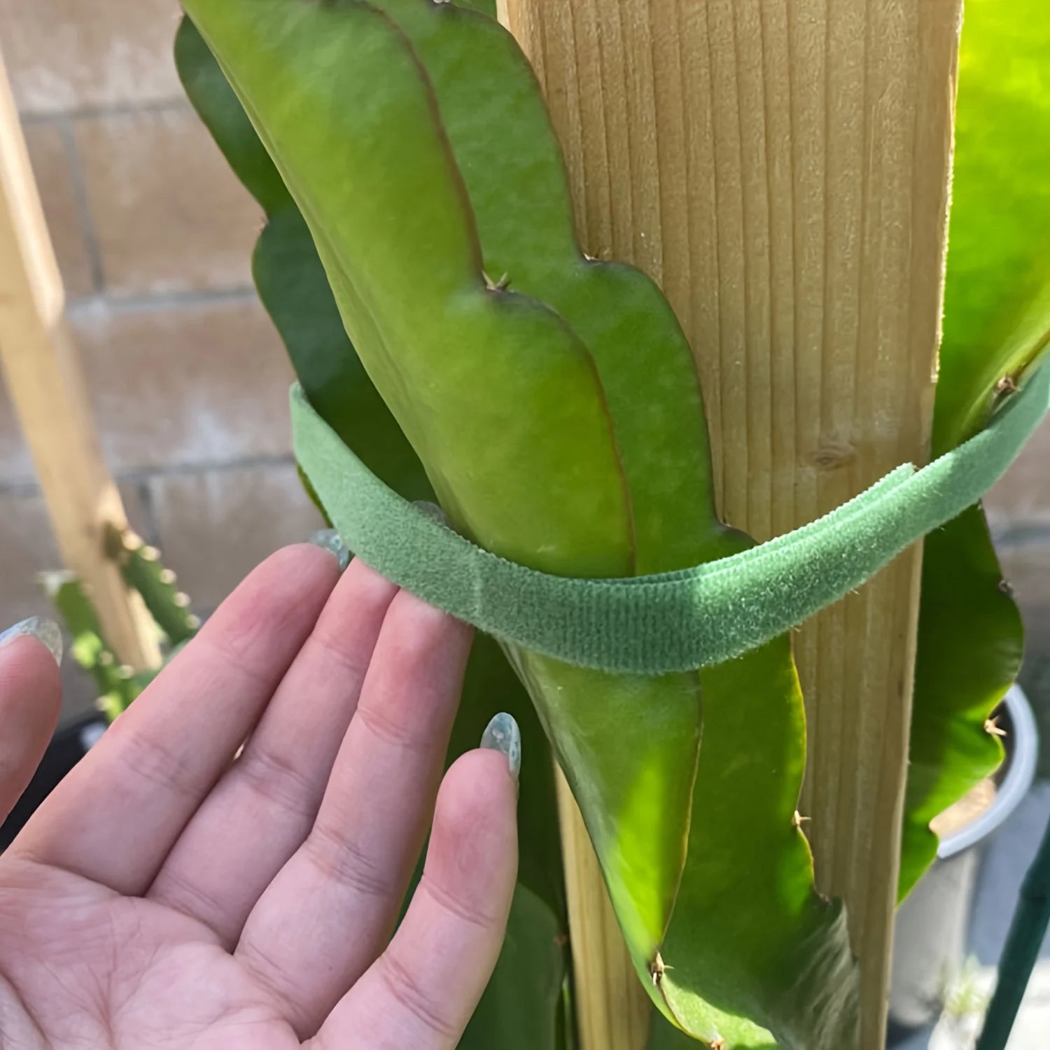 2M Adjustable Nylon Plant Ties – Reusable Garden Support Fastener Tape