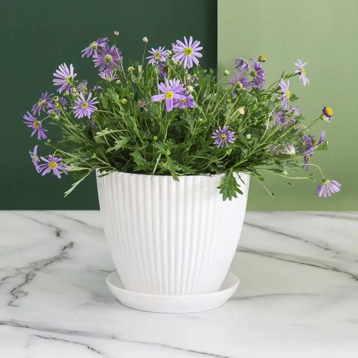 Round Succulent Flower Pot with Tray
