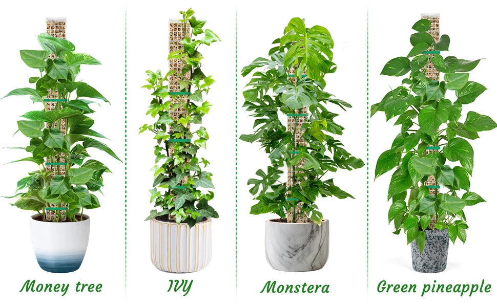 Climbing Moss Pole for Plants