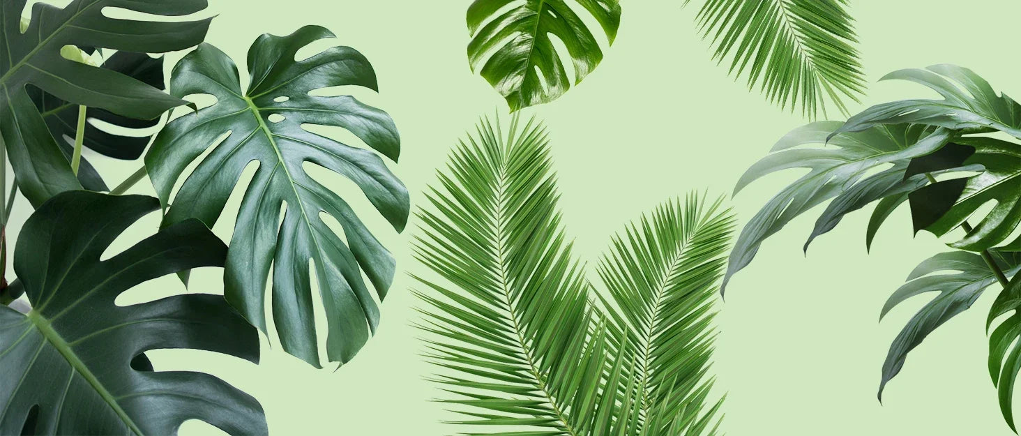 Indoor Moss Pole Plant Support