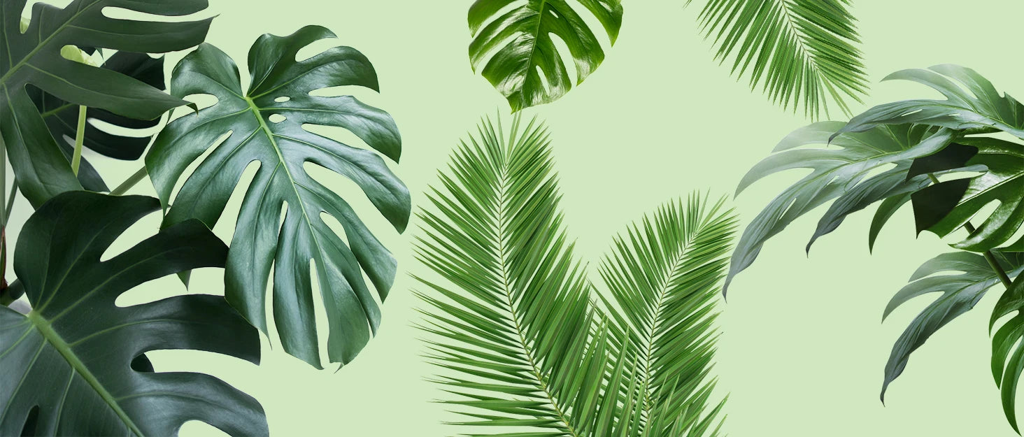 Climbing Moss Pole for Plants