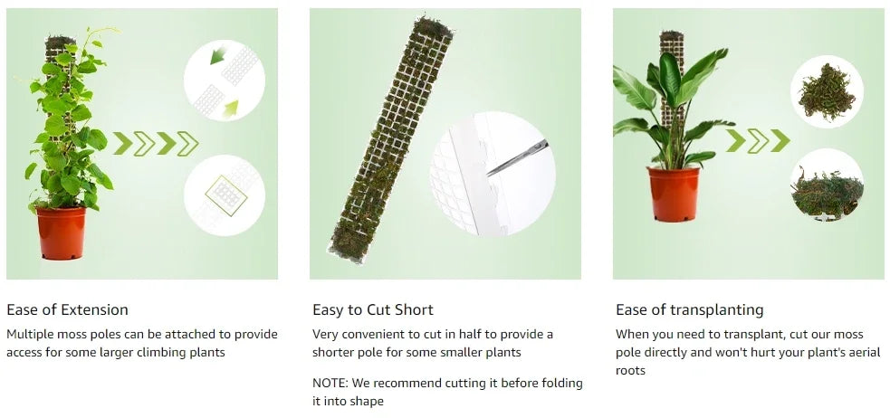 Indoor Moss Pole Plant Support