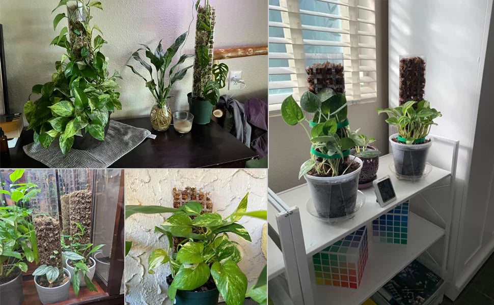 Indoor Moss Pole Plant Support